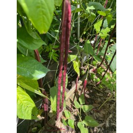 50 Purple Mart Yard Long Bean seeds Chinese Asparagus Heirloom