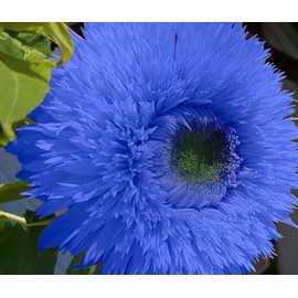 DouxiE 50pcs Blue Teddy Bear Sunflower Seeds - Stunning Annual Blooms for Your Garden Non GMO Heirloom Garden - Planting Instructions for Easy Grow - Great Gardening Gifts