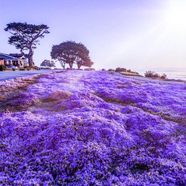 14000+Creeping Thyme Seeds for Planting Outdoor Plant in Your Home Garden Backyard