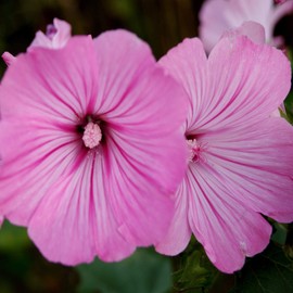 Outsidepride Rose Mallow Loveliness - 1000 Seeds