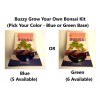 Buzzy Bonsai (Spruce - Picea Abies) Complete Grow Kit