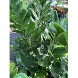 ZZ Plant 3 Gallon 2-3 feet Tall Love Plant Tropical Houseplant