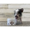 USDA Organic Unrefined Virgin Coconut Oil for Pigs Dogs Rabbits