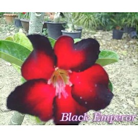 Fresh Adenium Obesum - Desert Rose - "Black Emperor" - 5 Fresh Seeds   (#17)