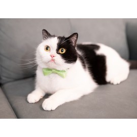 Gyapet Cat Collar with Bow Tie Sparkly Cats Kitten Bell Party Bling Wedding Festive 7-11in Girl Boy Fresh Green