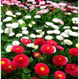 2000+English Daisy Seeds(Bellis perennis) Mixed Perennial Wildflowers USA