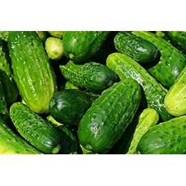 Ultra-Compact Cucumber Plant Seeds “Space Master 80” - Ideal for Container Gardens and Patio Gardens – Heirloom Seeds | Liliana's Garden |