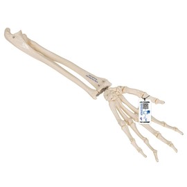 3B Scientific A40/3 Hand Skeleton w/Ulna-Radius loosely Strung - 3B Smart Anatomy