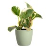 elho Brussels Round 14 - Flower Pot for Indoor -