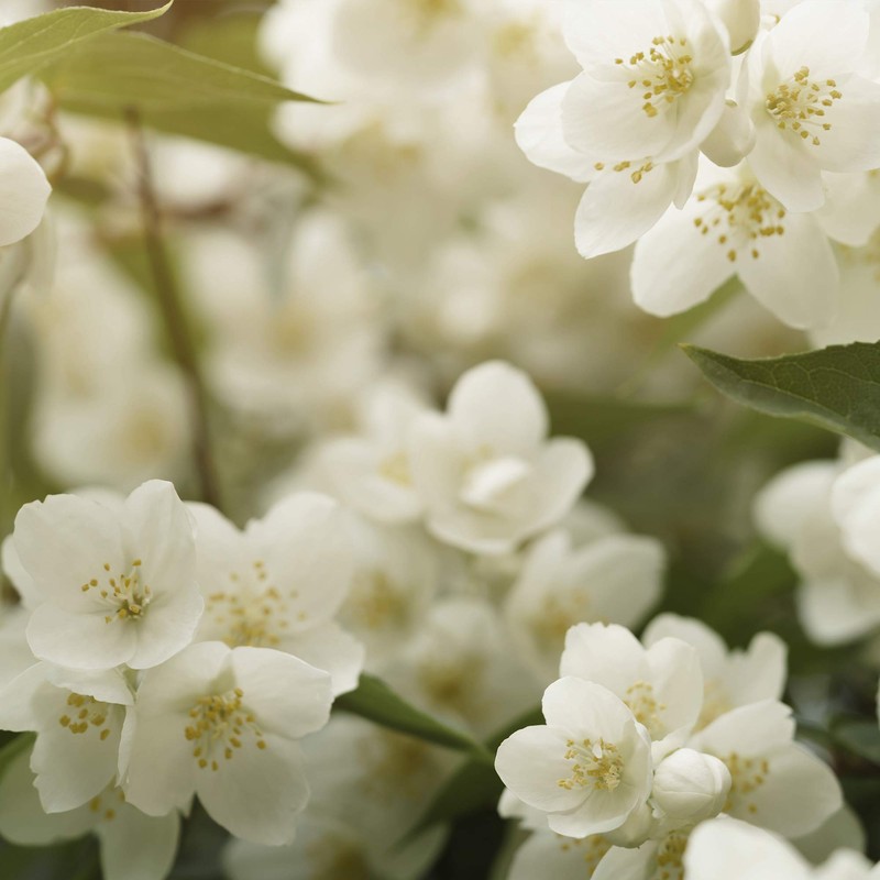 Glade Touch & Fresh (Brise One Touch) Nachfüller Doppelpack, Ocean