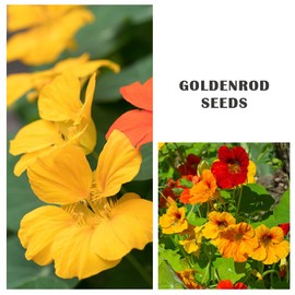 100+ Mix Nasturtium Seeds (Tropaeolum majus) Open Pollinated Easy to Grow and Attracts Pollinators