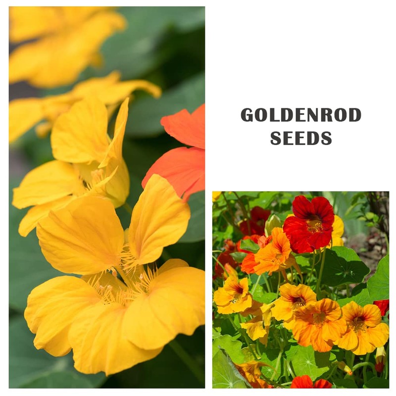 100+ Mix Nasturtium Seeds (Tropaeolum majus) Open Pollinated Easy to
