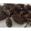 Natural Alder Cones for Aquarium, Large Size, Black Water Treatment,