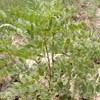 Palm Beach Medicinal Herbs - Chinese Licorice (Glycyrrhiza uralensis) -