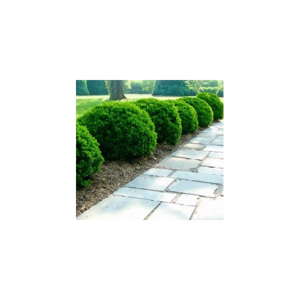 Justin Brouwers Boxwood Shrub - Live Plant Shipped in Gallon Container by DAS Farms