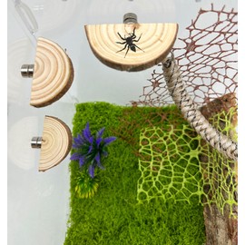 Okueejur 3 Pack Jumping Spider Enclosure Ledges with Magnets Natural Pine Spiders Ledges Magnetic Ledge Ladder Pet Jumping Spider Accessories (Arch)