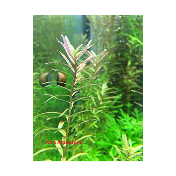 6 Rotala Indica (Rotundifolia), Live Aquarium Stem Plant