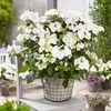 2g Proven Winners Hydrangea Fairytrail Bride Shrub