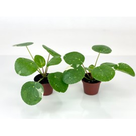 2 Plants - Variegated Pilea peperomioides 'White Splash' (2" Pots/Starter Plants)