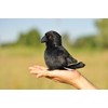TAMMYFLYFLY Lifelike Crow Bird Plush Stuffed Animal Toy Yellow Bird
