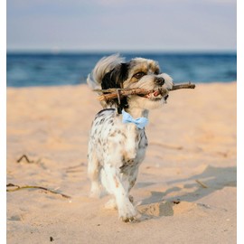 Lionet Paws Striped Dog Collar with Bow Tie, Adjustable Summer Blue Bow Tie Collar for Dogs, Comfortable Dog Collar for Girls and Boys