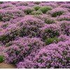 Creeping Thyme Seeds - Thymus Serpyllum- Perennial Ground Cover-1000 Seeds