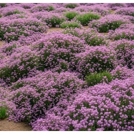 Creeping Thyme Seeds - Thymus Serpyllum- Perennial Ground Cover-1000 Seeds