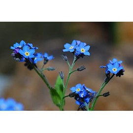 Tall, Blue Bouquet Flower ”Chinese Forget-Me-Not” - an Essential Addition to The Cut Flower Garden | USA Grown Heirloom Seeds by Liliana's Garden |