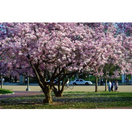 magnolia tree 3 Pack of Saucer Magnolia trees Soulangeana 6-