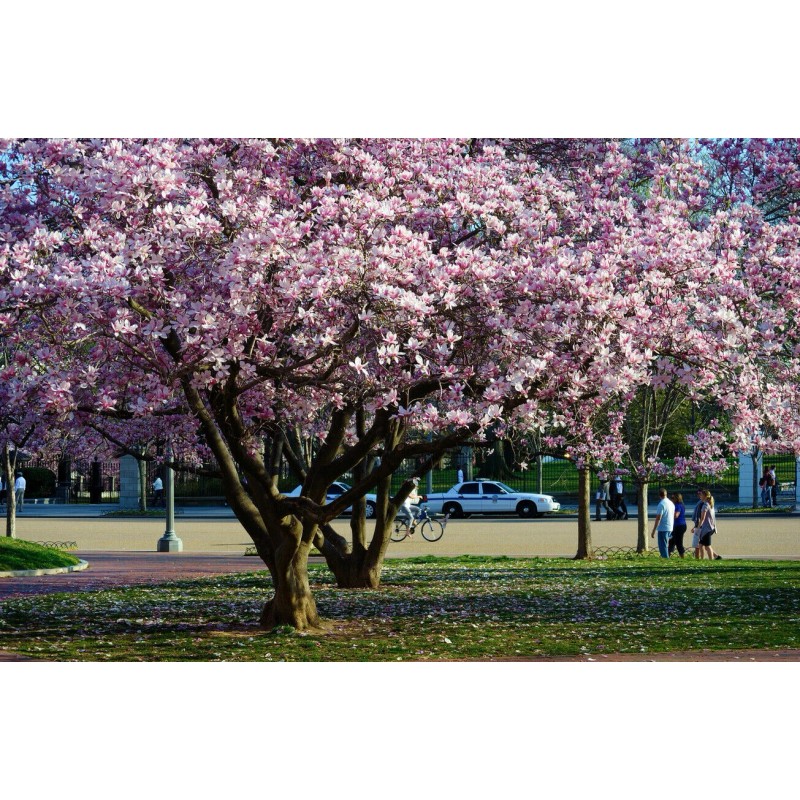 magnolia tree 3 Pack of Saucer Magnolia trees Soulangeana 6-