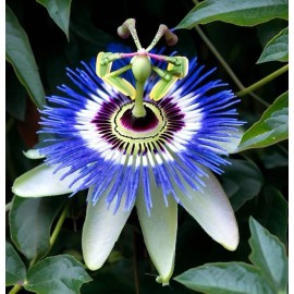 MySeeds.Co Passiflora caerulea (Bluecrown Passionflower) Vine Seeds, Stunning Large Flowers - 4 Grams (~ 280 Seeds)