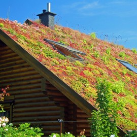 Outsidepride Perennial Sedum Roof Garden Heat & Drought Tolerant, Succulent, Stonecrop Ground Cover Plants - 5000 Seeds