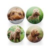 4 x Round Cockapoo Coasters - Golden Dogs Pet Poodle