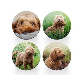 4 x Round Cockapoo Coasters - Golden Dogs Pet Poodle Set Theme Women House Warming Circle Drinks Kitchen Table Decoration Décor Gift #80149
