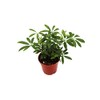 Schefflera Arboricola Umbrella Tree - 4" from California Tropicals