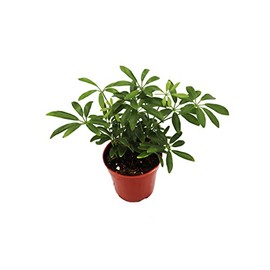 Schefflera Arboricola Umbrella Tree - 4" from California Tropicals