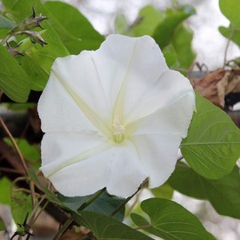 Outsidepride Annual 1/4 lb. Ipomoea Alba Moonflower Vine Seeds for Planting