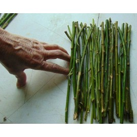 CZ Grain 50 Thin Hybrid Willow Tree Cuttings | 1/4 inch or Smaller. 50 Thin Cuttings