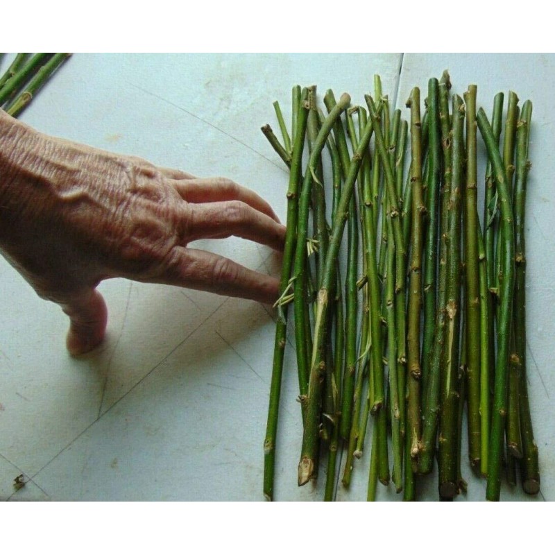 CZ Grain 50 Thin Hybrid Willow Tree Cuttings | 1/4