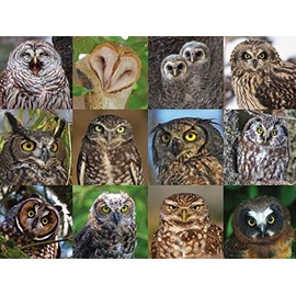 New York Puzzle Company - Cornell Lab Owls and Owlets - 1000 Piece Jigsaw Puzzle