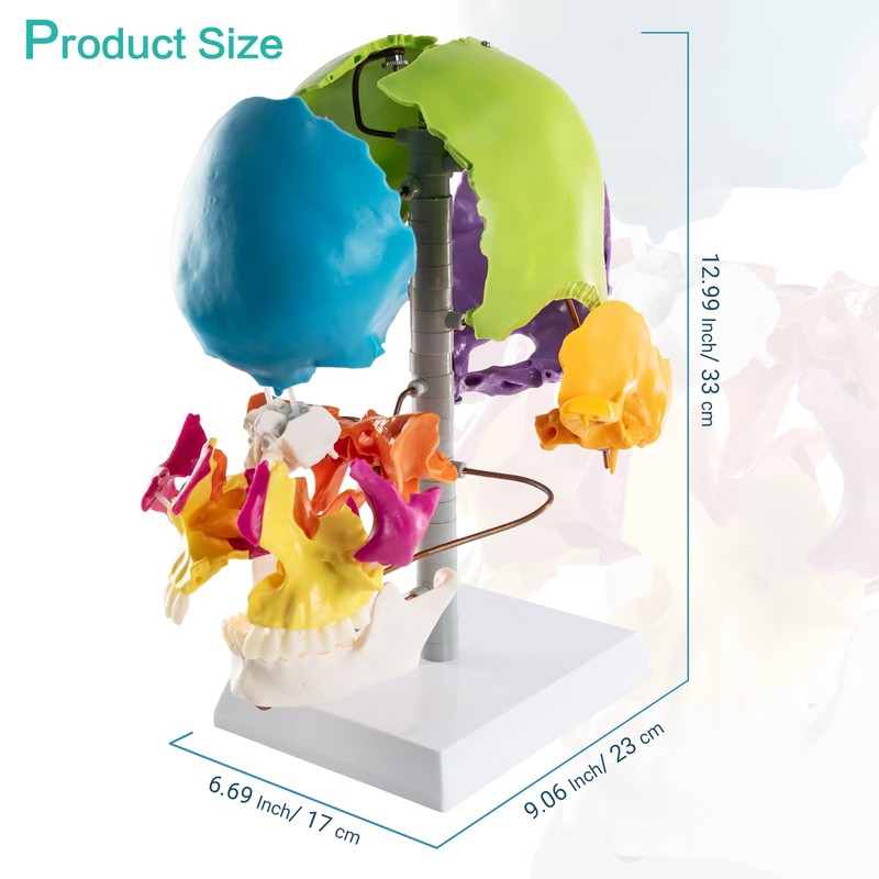 MediTrainer 22-Pcs Life Size Color-Coded Exploded Human Skull Model