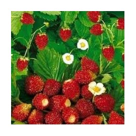 Strawberry Alpine Regina (Fragaria Vesca) Great Heirloom Vegetable 40 Seeds