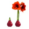 Waxed Amaryllis Bulb – Red Wax with Red Blooms –