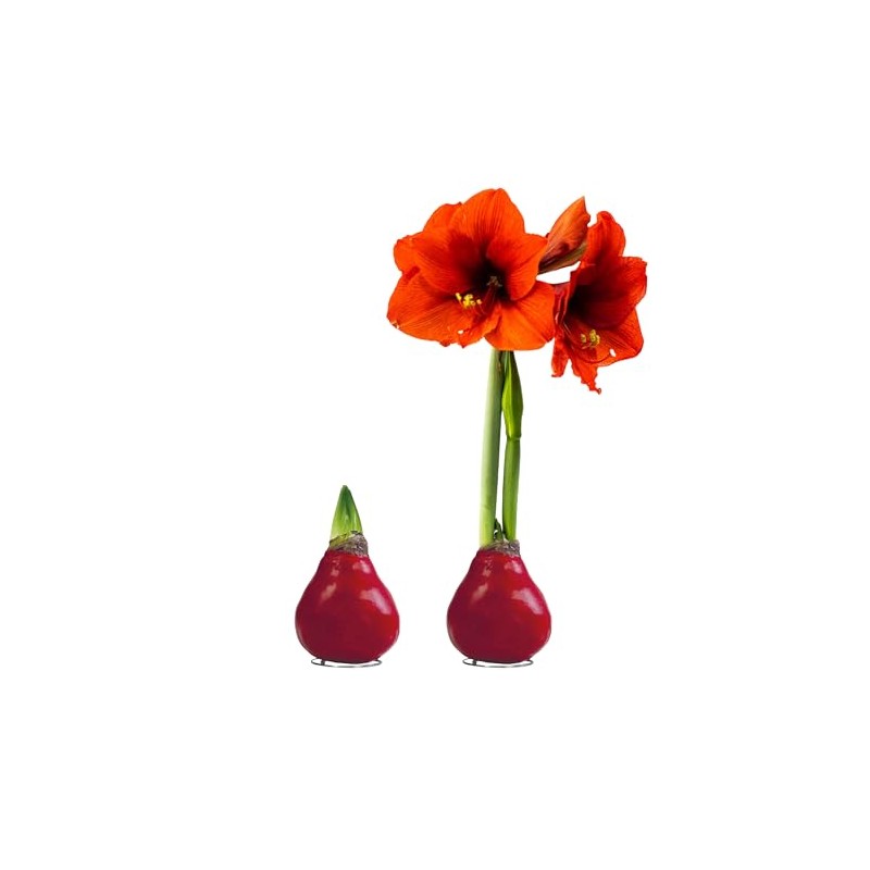 Waxed Amaryllis Bulb – Red Wax with Red Blooms –
