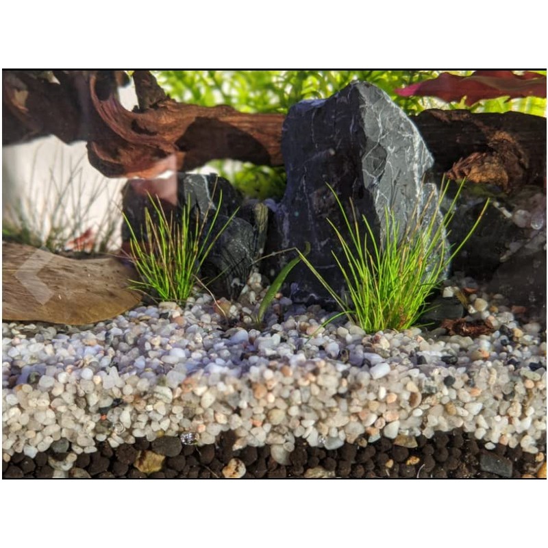 Fish Tank Gravel Aquarium Substrate Grey 3-5mm Sample 50g