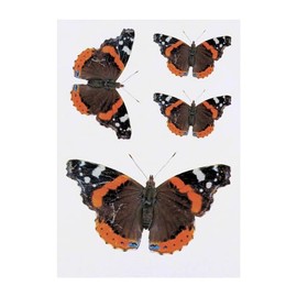 4 x 'Red Admiral Butterfly' Temporary Tattoos - Water Resistant, Skin-Safe, Non-Toxic Transfers, Mixed Sizes (TO00064680)