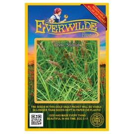 Everwilde Farms - 1000 Oval Sedge Native Grass Seeds - Gold Vault Seed Packet