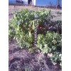 4 Cats and a Herd Farm 0.25 g New Mexico