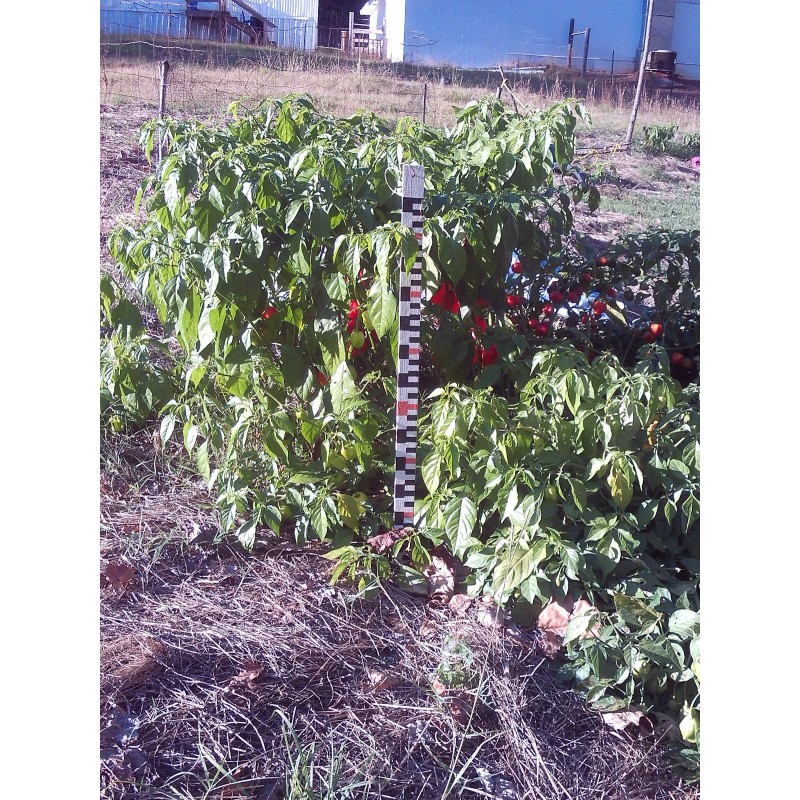 4 Cats and a Herd Farm 0.25 g New Mexico