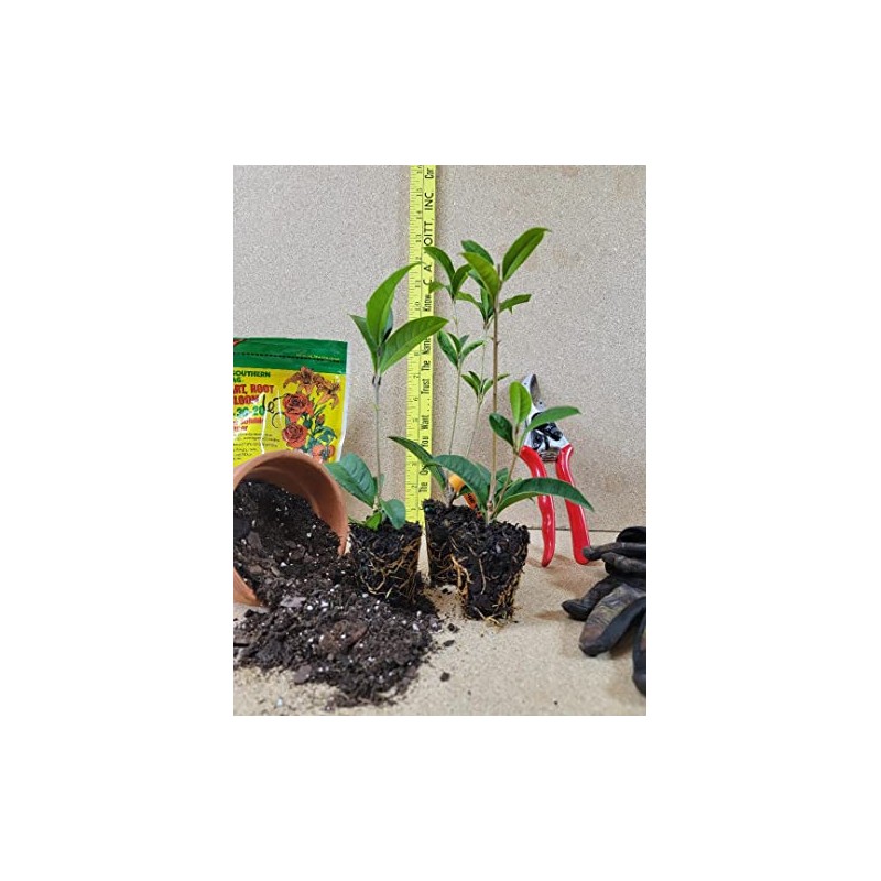 New Life Nursery & Garden (1) - Yellow Flowering Fragrant